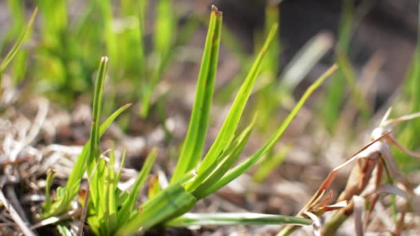 Gras zwaait in de wind — Stockvideo