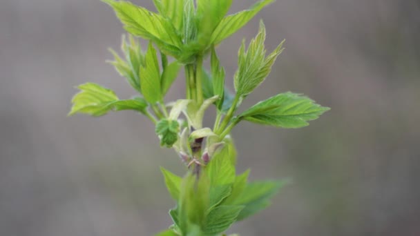 Pequeña planta hermosa en el viento — Vídeos de Stock