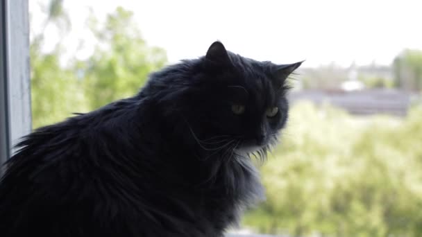 Gato sentarse en la ventana — Vídeos de Stock