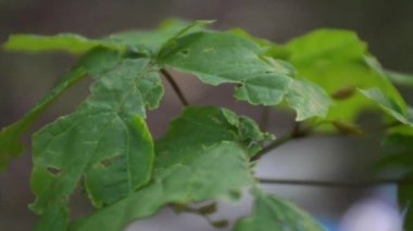 Rüzgar ağacı sıradan bir yaprak