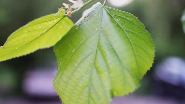 Una gran hoja de un árbol balanceándose en el viento — Vídeos de Stock