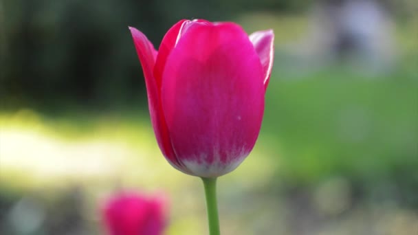 A tulipa vermelha está abalada no vento — Vídeo de Stock