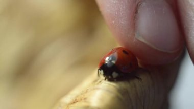 Ladybird ahşap hasır plaka üzerinde
