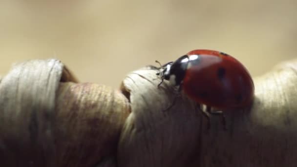 Marienkäfer auf einem hölzernen Weidenteller — Stockvideo