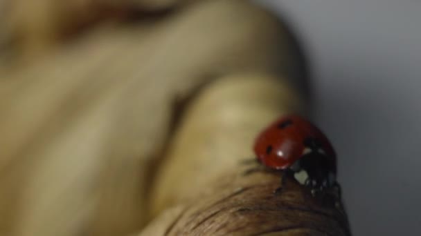 Coccinelle sur une plaque en osier en bois 