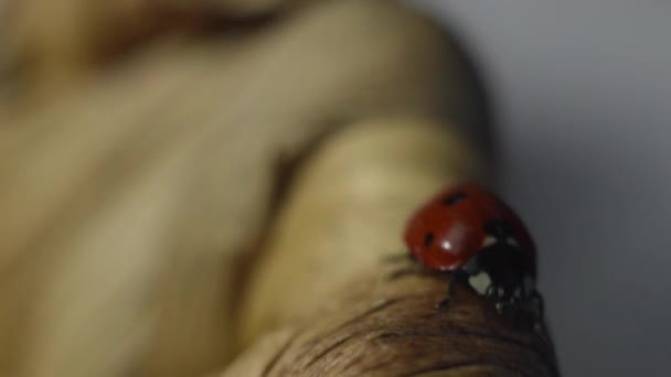 Ladybird on a Wooden Wicker Plate — Stock Video