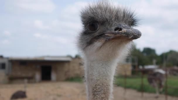 Struisvogels op een boerderij — Stockvideo