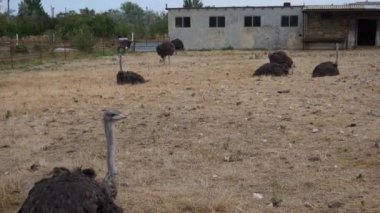 Devekuşları bir çiftlikte