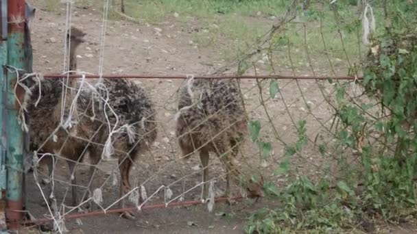 Struisvogels op een boerderij — Stockvideo