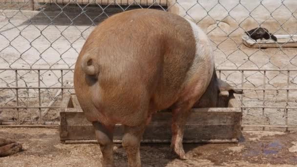 Fat Pig Eat. Visão traseira — Vídeo de Stock
