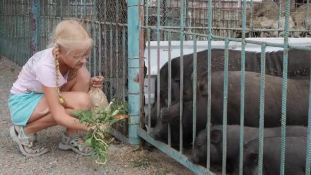 Дівчина годує тварин на фермі — стокове відео