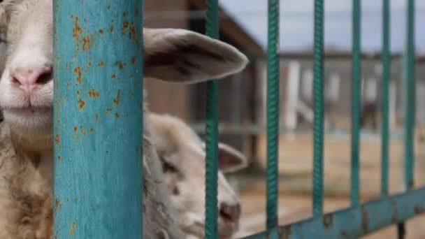 Schapen helaas kijken de bezoekers — Stockvideo