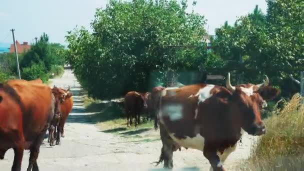 Krowy przez jezdnię i zapobiec pojazdów. Widok samochodu — Wideo stockowe