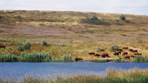 Na druhé straně řeky, na březích jsou krávy — Stock video