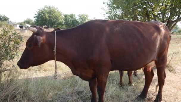 Vache mangeant de l'herbe — Video