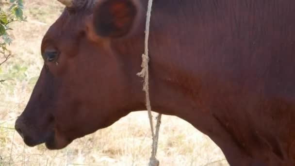 Vaca comendo grama — Vídeo de Stock