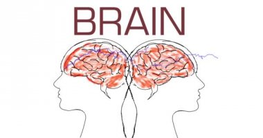 İki bölümden beyin