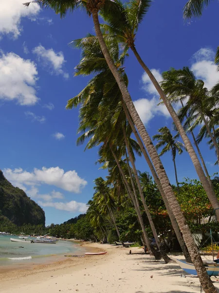 Palawan, El Nido, Filipinler sahilinde palmiye ağaçları
