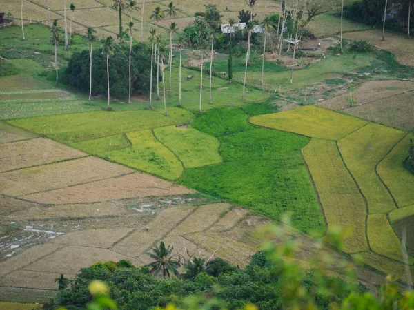 Palmiye ağaçları olan pirinç tarlaları Palawan, El Nido, Filipinler