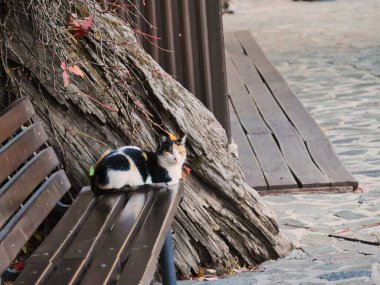 Lefkoşe, Kıbrıs 'ta bankta oturan kedi