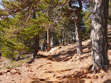 Kıbrıs 'ın Troodos kentinde yürüyüş