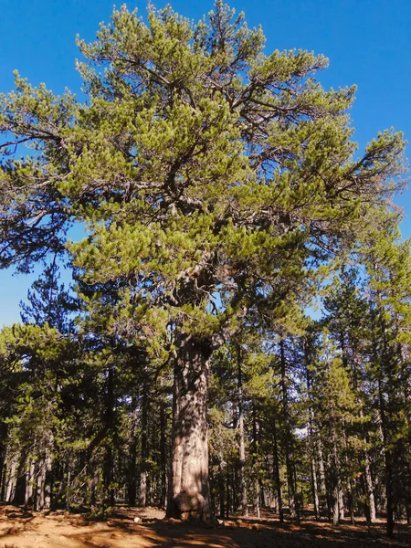 Kıbrıs Rum Kesimi 'nin Troodos kentindeki ormanda 500 yıllık güzel bir çam ağacı.