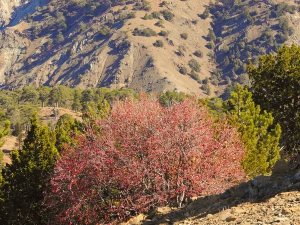Kıbrıs, Troodos 'taki dağların güzel manzarası