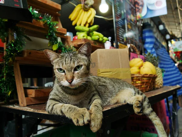 Phuket, Tayland 'da bir kedi yerde oturuyor. 