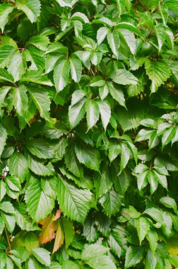 Yeşil yabani üzüm yaprakları arka plan