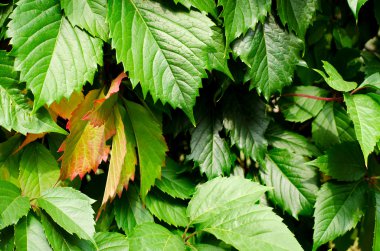 Yeşil yabani üzüm yaprakları arka plan