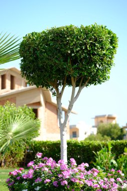 Ağaç ve çiçek otel bahçesinde