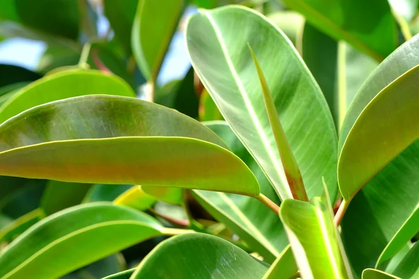 bir yaz aylarında yeşil sulu yaprakları. Arka plan