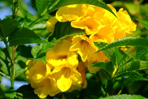 Flor exuberante con colorida mezcla de flores de verano —  Fotos de Stock