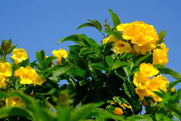 Bujnou kvetoucí květina s barevný mix letních květin — Stock fotografie