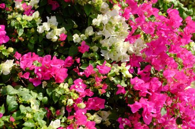 Renkli yaz çiçek karışımı ile gür çiçek açan çiçek