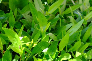 bir yaz aylarında yeşil sulu yaprakları. Arka plan