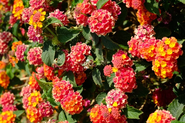 Fiore rigoglioso fiorito con mix colorato di fiori estivi — Foto Stock