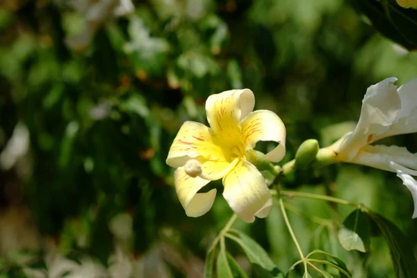 Ένα καταπράσινο ολάνθιστο λουλούδι με πολύχρωμο μείγμα από λουλούδια το καλοκαίρι — Φωτογραφία Αρχείου