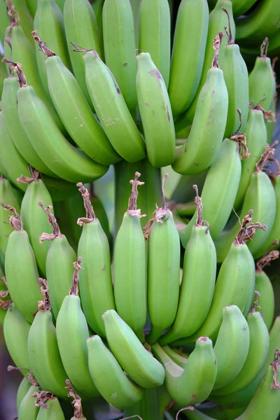 Un mucchio di banane verdi mature sugli alberi. Focus selettivo — Foto Stock