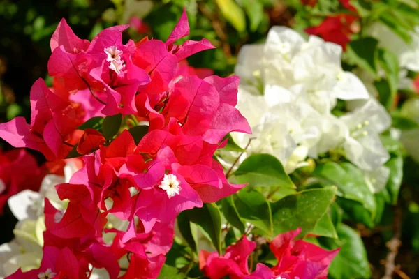 Bujny kwitnący kwiat w kolorowe mix lato kwiatów — Zdjęcie stockowe