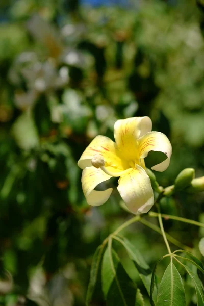 Üppig blühende Blume mit bunter Mischung von Sommerblumen — Stockfoto