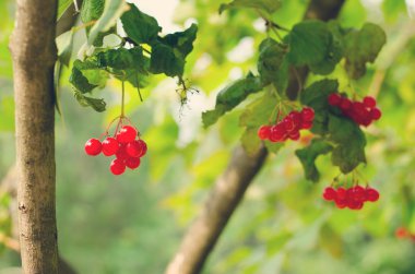 Demet Guelder Rose kırmızı çilek