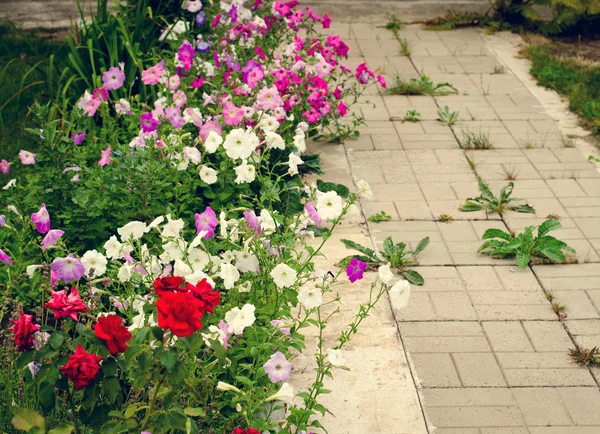 Chemin de pierre dans le jardin flanqué de fleurs colorées — Photo