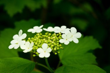 Arka plan için yaz bahçesinde renkli çiçekler