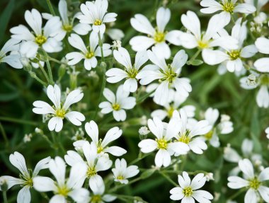 Arka plan için yaz bahçesinde renkli çiçekler