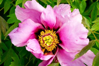 Arka plan için yaz bahçesinde renkli çiçekler