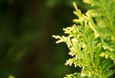 Arka plan için yaz bahçesinde renkli çiçekler