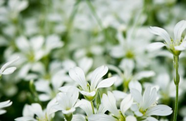 Arka plan için yaz bahçesinde renkli çiçekler