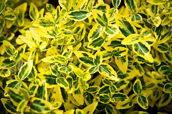 Flores de colores en el jardín de verano, para el fondo —  Fotos de Stock