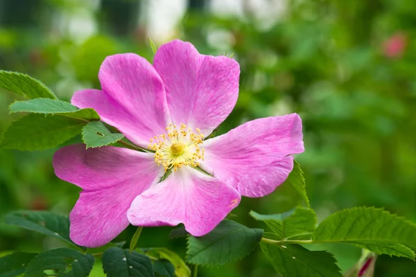 Barevné květy v letní zahradě, na pozadí — Stock fotografie